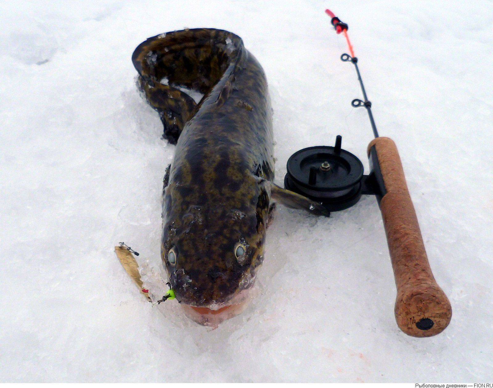 Winter fishing is poured on a snitch We prefer ponds with cold water, at the bot