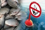 Ограничения и запреты на любительское рыболовство во время нереста