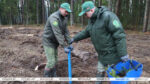 Успевает ли Беларусь восстанавливать свои леса? В Минлесхозе поделились подробностями