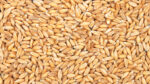 Литва возобновила закупку зерна из России после перерыва