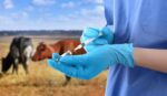 О профилактических мерах, направленных на предотвращение заноса и распространения опасных болезней животных