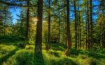 Лесхоз информирует: лес — это не парк!