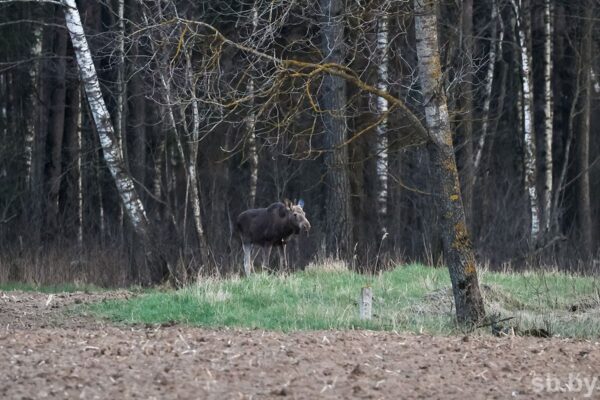 Погода 24 апреля: оранжевый уровень опасности в связи с ночными заморозками и преимущественно без осадков