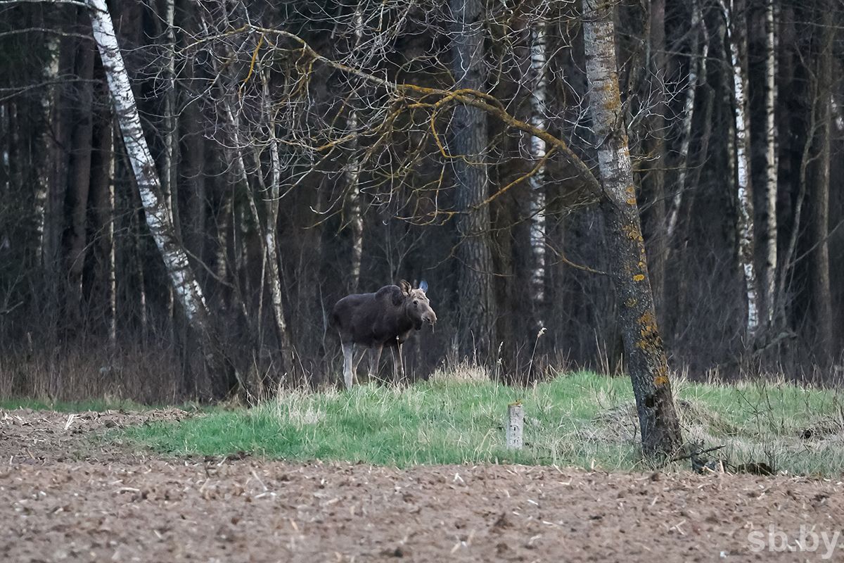 Погода 24 апреля: оранжевый уровень опасности в связи с ночными заморозками и преимущественно без осадков