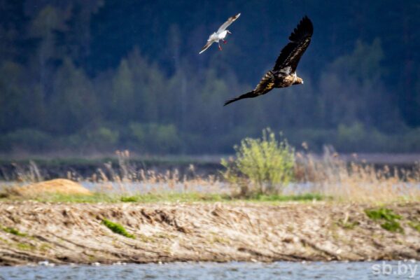 Погода в Беларуси 28 апреля: кратковременные осадки и от -3 °С до +11 °С
