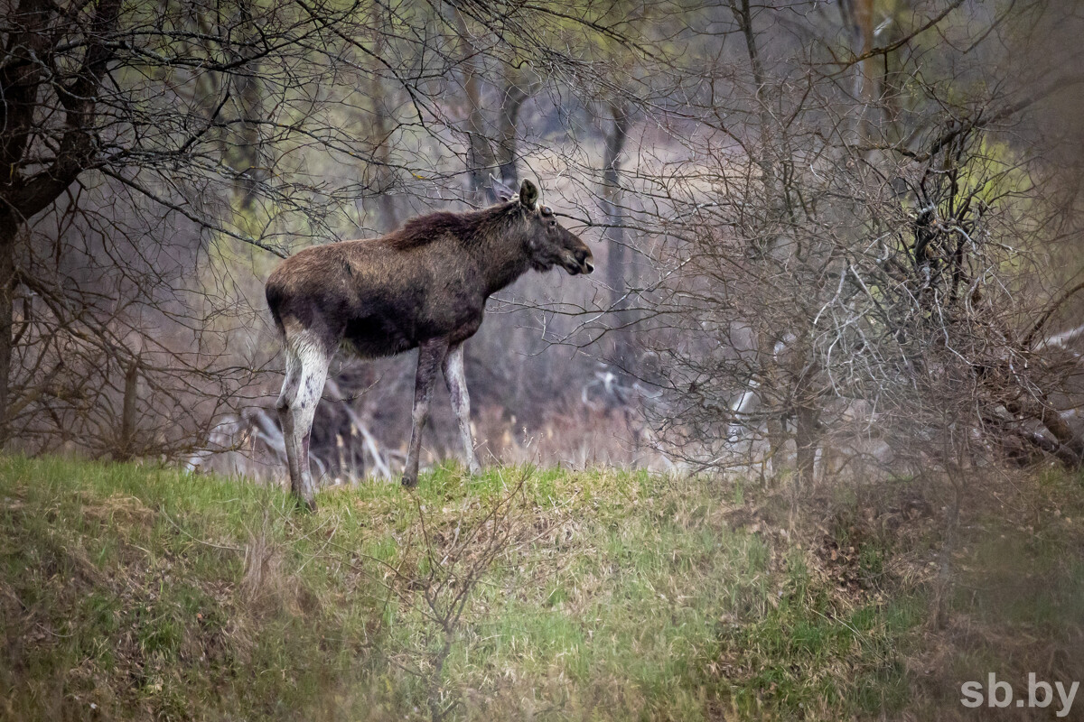 Погода в Беларуси 18 апреля: кратковременные дожди, слабый туман и до +18 °С