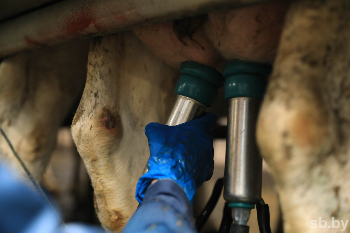 «Надо в этом направлении двигаться». Александр Лукашенко — о значении молочно-товарных комплексов