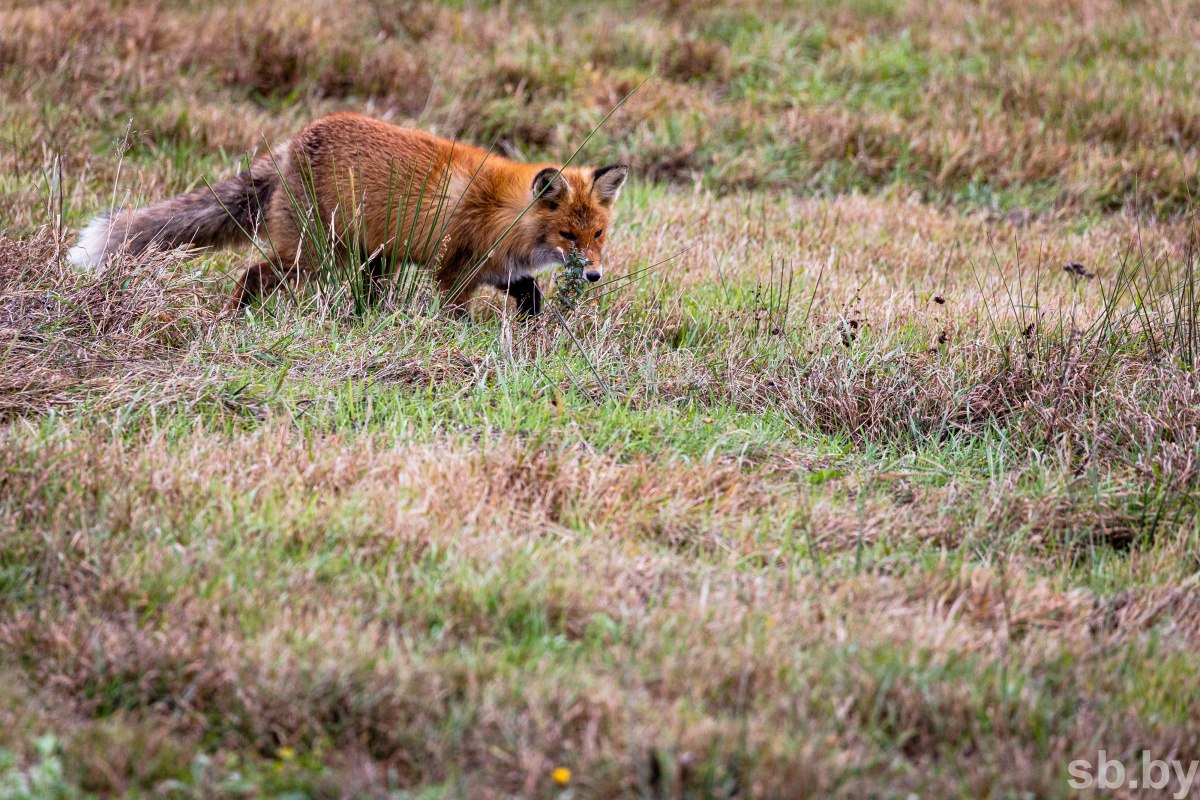 Вакцинирование диких животных от бешенства проведут в Беларуси с 18 апреля по 1 мая