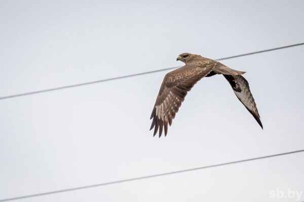 Погода в Беларуси 17 апреля: дожди, слабый туман и до +15 °С