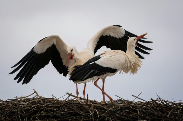 СОРОК ЛЕТ ПУТИ: от боли — к возрождению