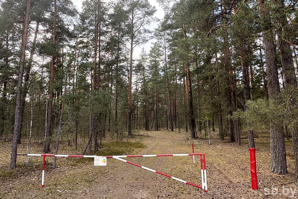 Ограничения на посещение лесов введены во всех районах Могилевской области