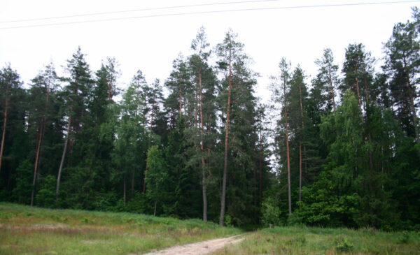 Во всех районах Могилевской области ограничили посещение лесов