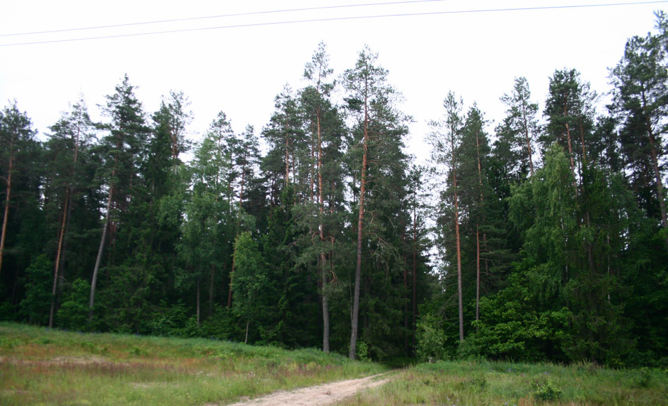 Во всех районах Могилевской области ограничили посещение лесов
