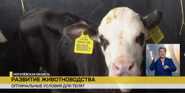 Как реализуются распоряжения Президента. Профилактории для телят появились в Могилевской области